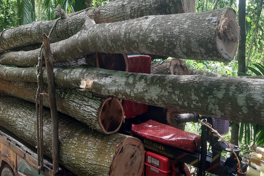 বাঁশখালীতে মুক্তিযোদ্ধার বাগান থেকে গাছ কাটার অভিযোগ