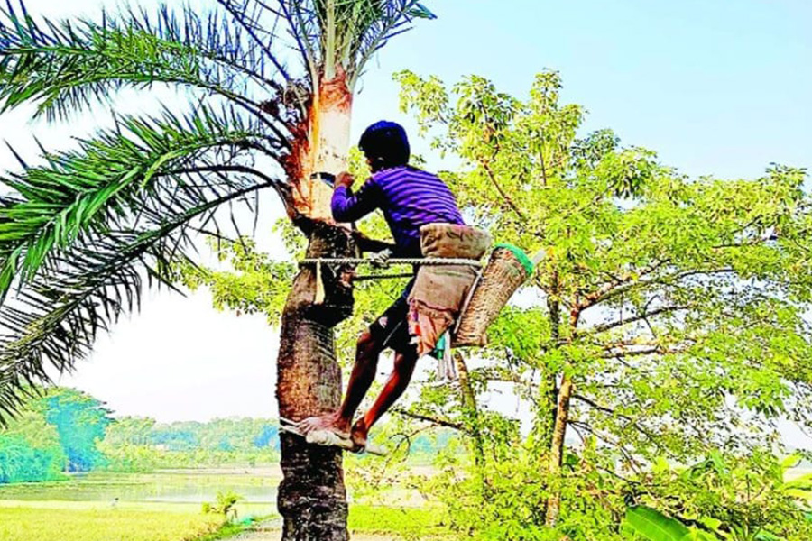 বিলুপ্তির পথে বামনার খেজুরের রস ও গুড়