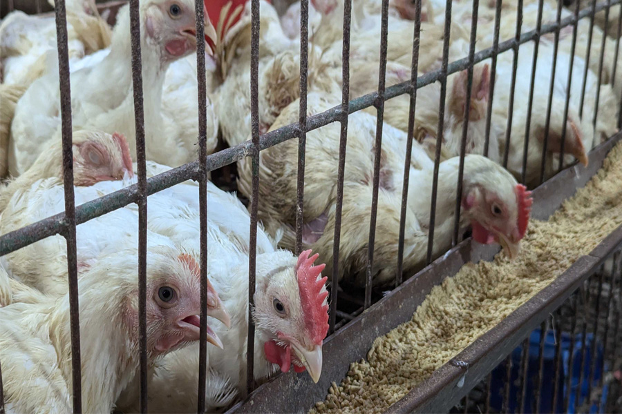 মুরগি চড়া, গরু-খাসির মাংস আগের দামে