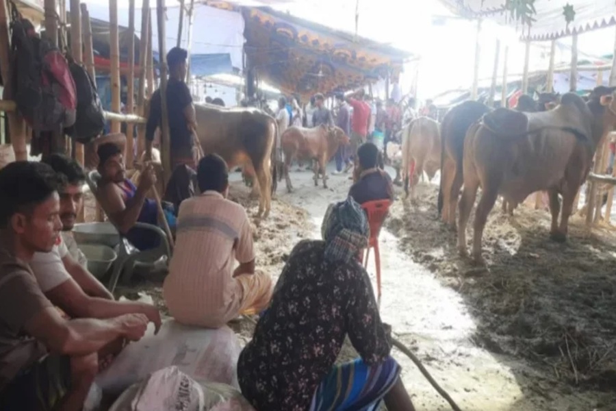 অবিক্রিত পশু নিয়ে বিপাকে ব্যাপারীরা