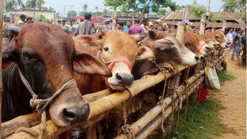 পশুসম্পদে স্বয়ংসম্পূর্ণ বাংলাদেশ