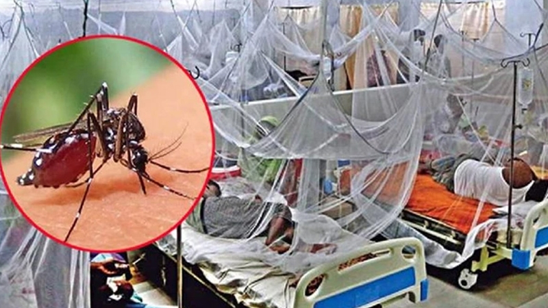 ডেঙ্গুতে ৩ জনের মৃত্যু, হাসপাতালে ৪৪৮