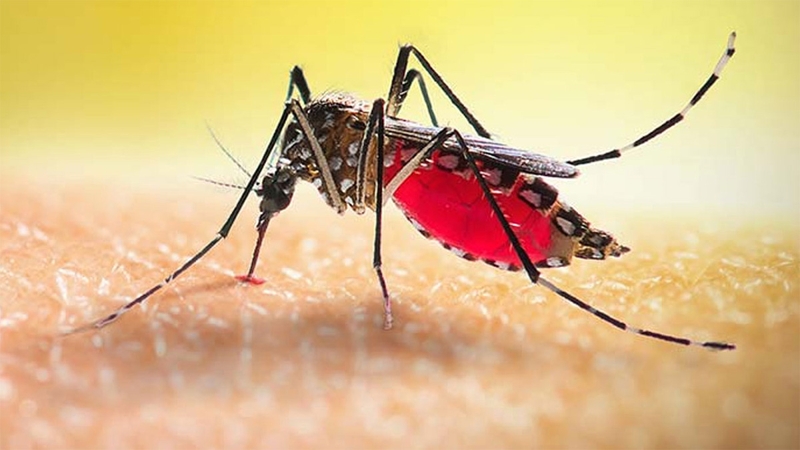 ডেঙ্গুতে ৩ জনের মৃত্যু, হাসপাতালে ভর্তি ৪২৫