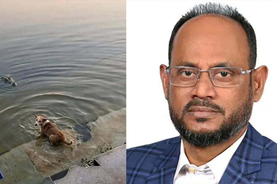 কুকুর-কুমির ঘটনা তদন্তের মাধ্যমে দোষীদের শাস্তির নির্দেশ প্রাণিসম্পদ প্রতিমন্ত্রীর