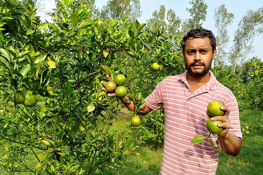 মাল্টা চাষে সাফল্য পেলেন ফুলবাড়ীর যুবক