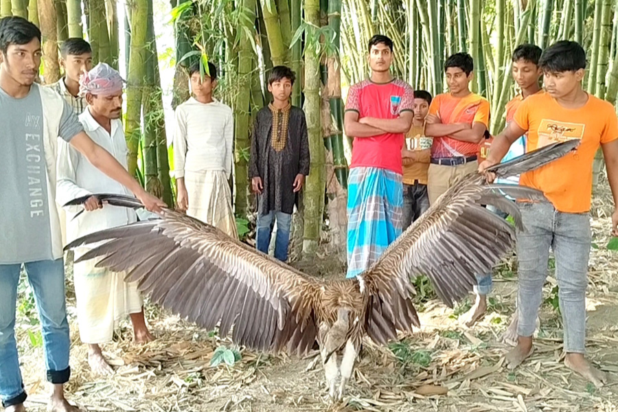 ফুলবাড়ীতে বিরল প্রজাতির শকুন উদ্ধার