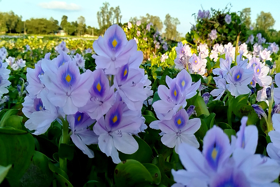 ফুলবাড়ীতে মুগ্ধতা ছড়াচ্ছে কুচুরিপানা ফুল