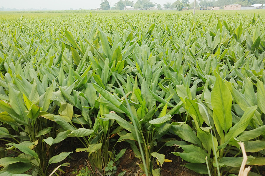 হরিপুরে হলুদ চাষে ঝুঁকেছেন কৃষক