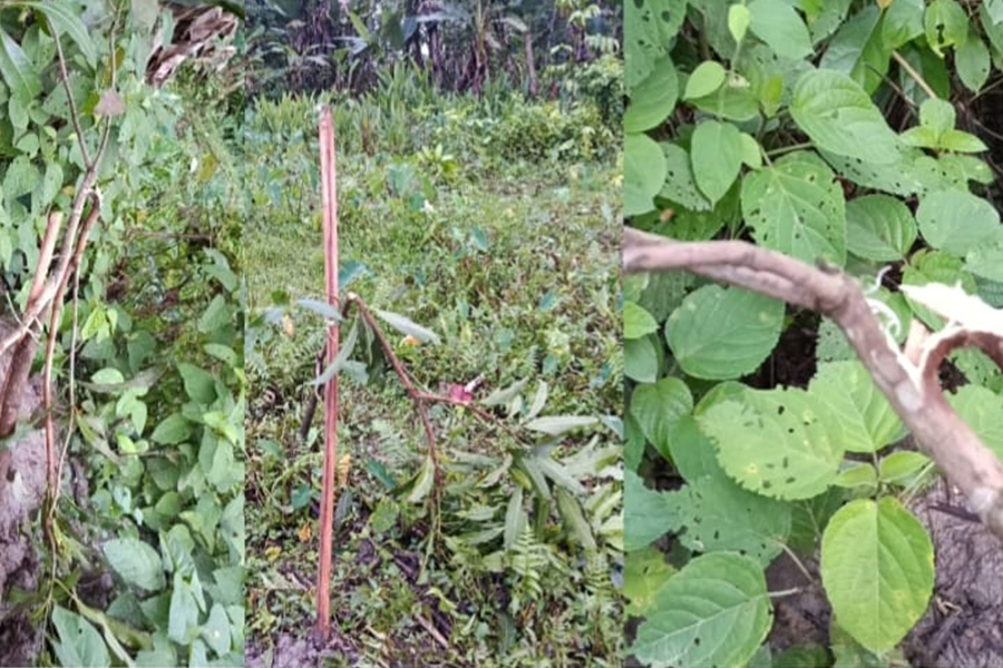 রাজাপুরে আম বাগানের চারা কেটে নষ্ট করার অভিযোগ