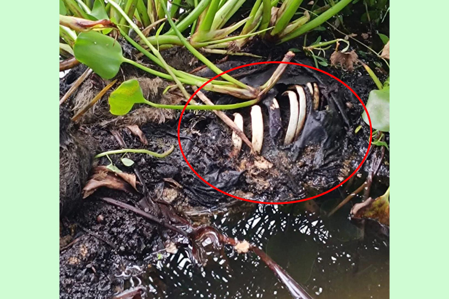 চৌগাছার ভারত সীমান্তের বাওড় থেকে মানুষের কঙ্কাল উদ্ধার