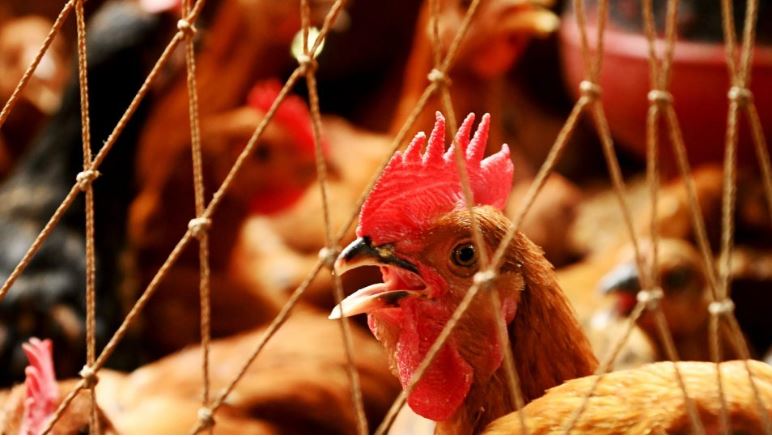 কাপ্তান বাজারে তিনদিন ধরে মুরগি বেচাকেনা বন্ধ