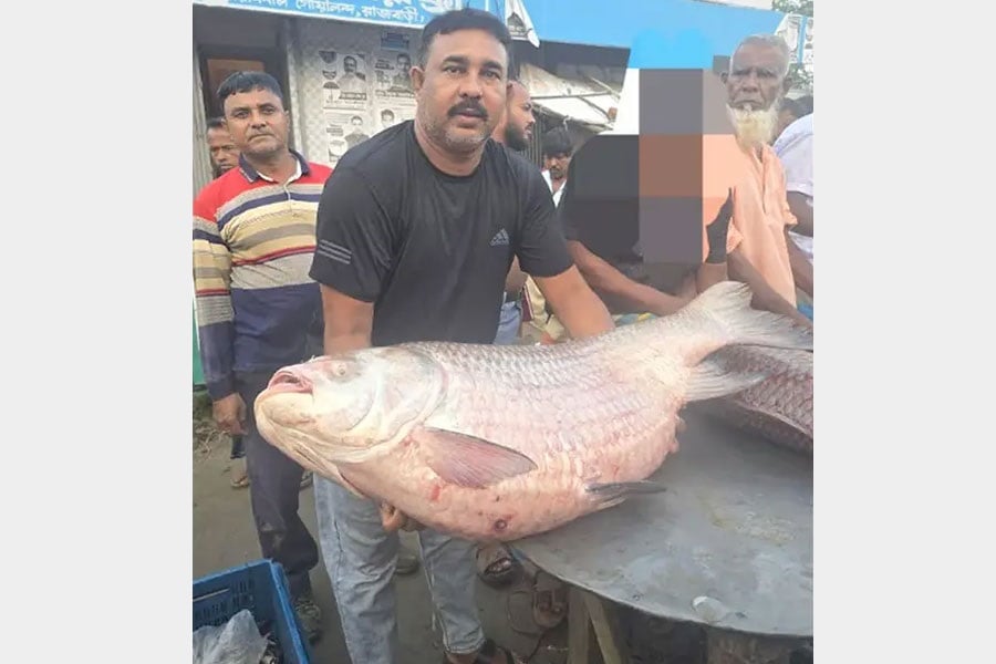 ৩৫ কেজির কাতল বিক্রি হলো ৭৩৫০০ টাকায়