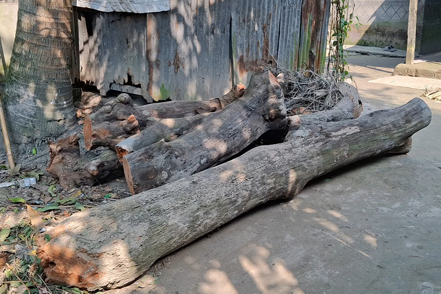 রেলের গাছ কেটে বিক্রি করলেন কর্মচারী, কর্মকর্তাদের অজানা