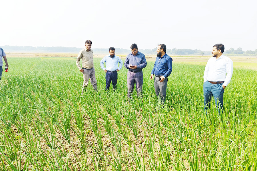 কুমারখালীতে পিঁয়াজের বাম্পার ফলনে খুশি কৃষকরা