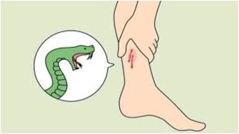 আব্দালপুরে সাপের কামড়ে গৃহবধূর মৃত্যু