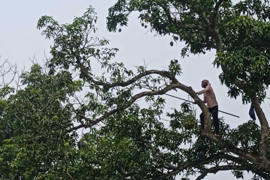 নিলাম না ডেকে সরকারি আম ভাগ-বাঁটোয়ারা