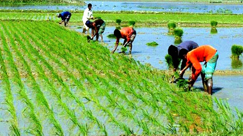 নেত্রকোণায় আমন আবাদে ব্যস্ত কৃষকরা