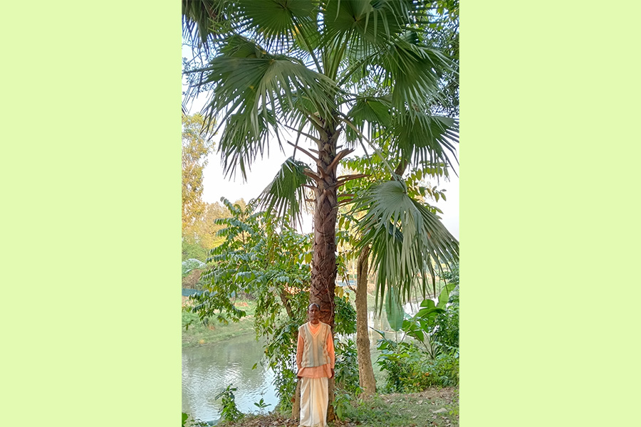 নবাবগঞ্জে দীর্ঘ ২০ বছর থেকে তাল বীজ রোপন করেন শ্রী অধির