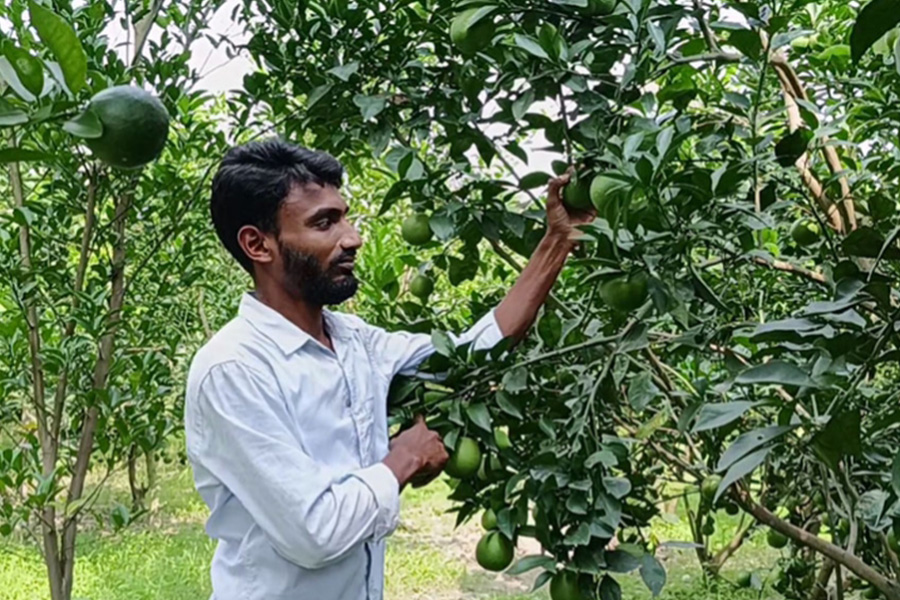 মাল্টা চাষ করে স্বাবলম্বী নবাবগঞ্জের স্বাধীন