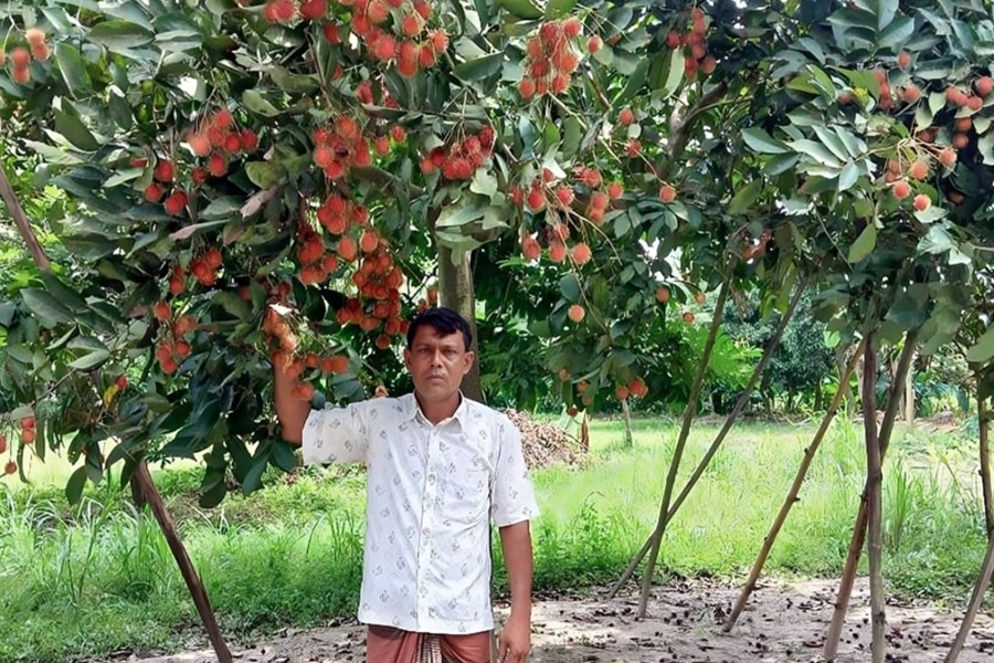 বিদেশি রামবুটান চাষে সফল নবাবগঞ্জের আব্দুর রহমান