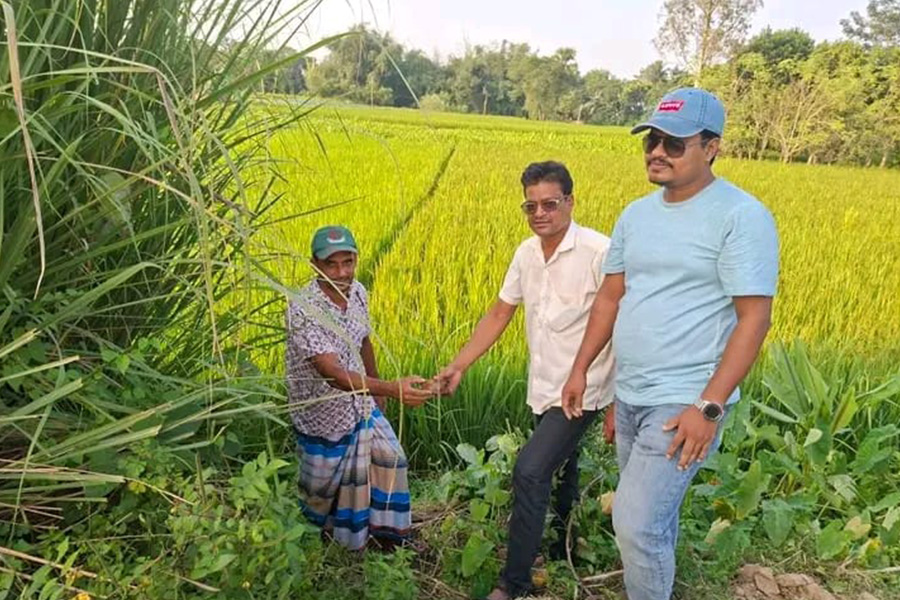 নবাবগঞ্জে ১ হাজার তাল বীজ রোপণ