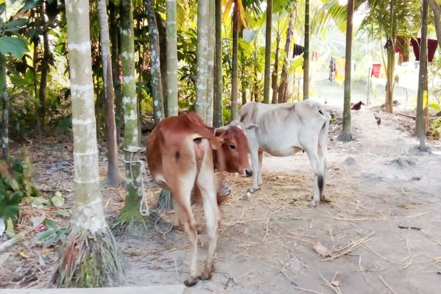 কৃষকের গরু ছিনিয়ে নিলেন জামায়াত নেতা!