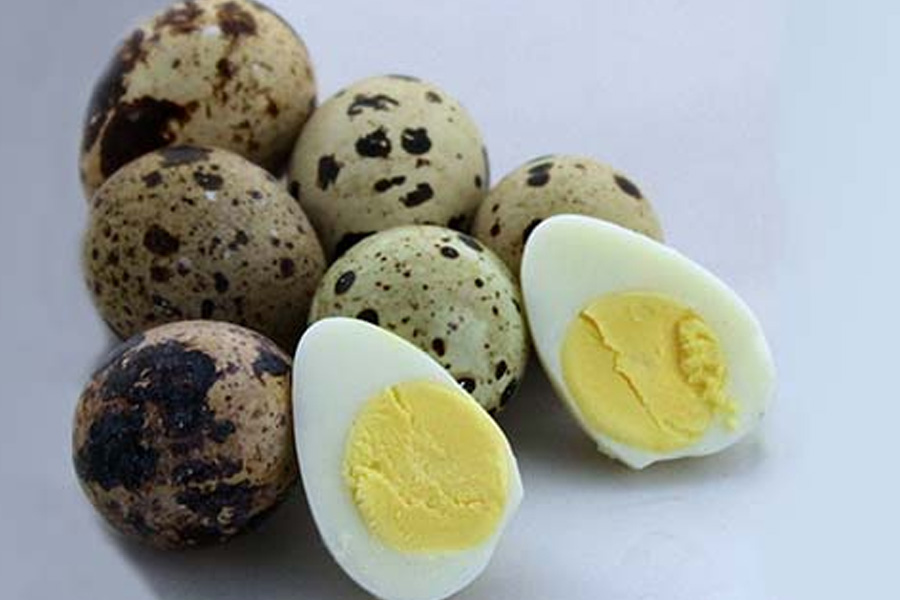 কোয়েল পাখির ডিমে চমৎকার পুষ্টি গুণ