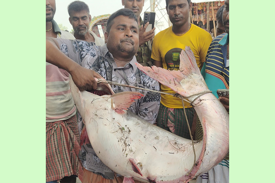 দৌলতদিয়ায় পদ্মার এক পাঙাস ৬৩ হাজারে বিক্রি