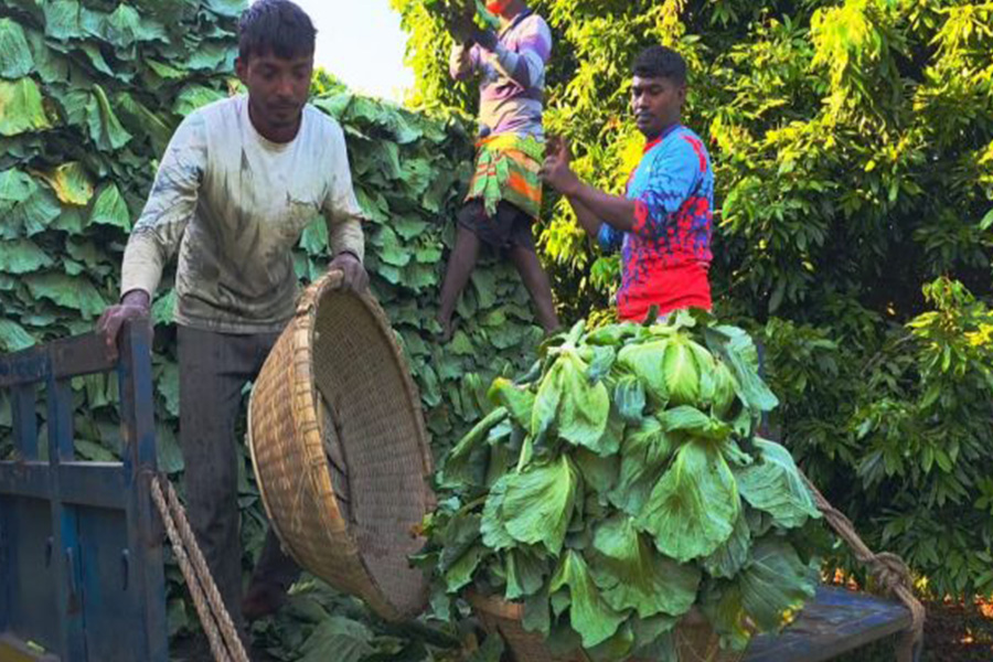 জমিতে ১৬ টাকার পাতাকপি রাজশাহীর বাজারে হচ্ছে ৪০ টাকা