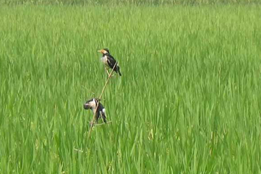 ধানের পোকা দমনে পার্চিং পদ্ধতির সুফল পাচ্ছে কৃষক