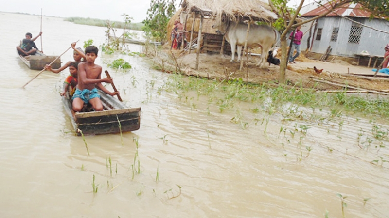 রাজশাহী বাঘায় পদ্মার ১৫টি চরের মানুষ পানিবন্দি