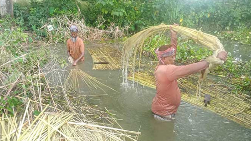 রাজশাহী সোনালী আঁশে স্বপ্ন বুনছে কৃষক