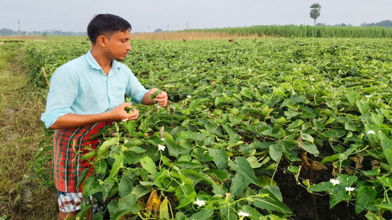 রাজশাহীতে পটল চাষে অগ্রগতি, বদলে যাচ্ছে কৃষকের ভাগ্য