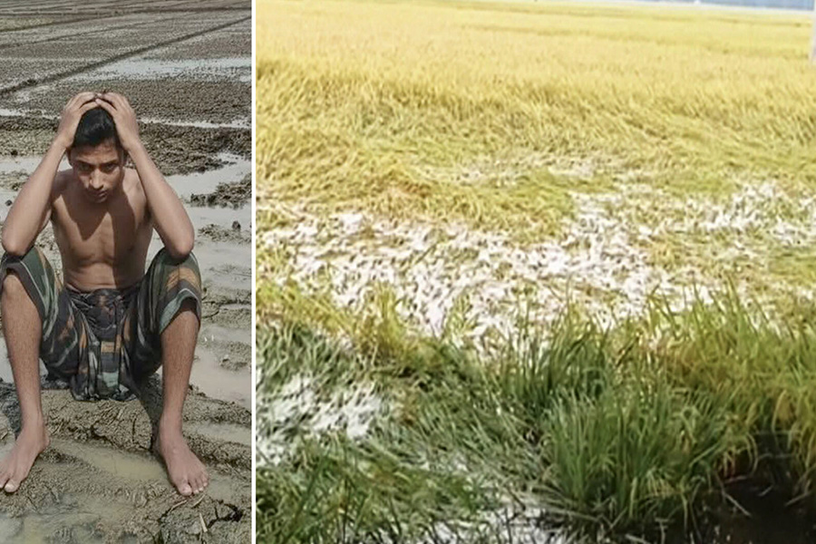 রাজশাহীতে পানিতে ভাসছে কৃষকের ফসল