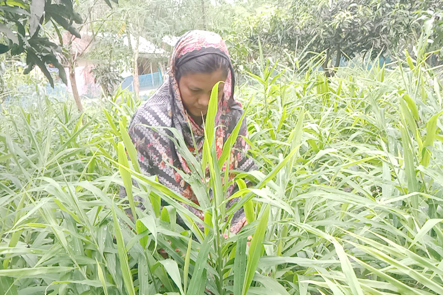 আদা চাষে বদলে যাচ্ছে চান্দোপাড়ার নারীদের জীবন