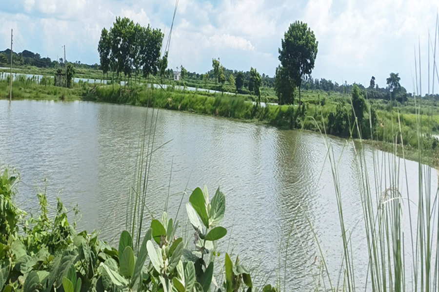 রাজশাহীতে ফসলি জমি ও ধানের উৎপাদন দুটোই কমছে