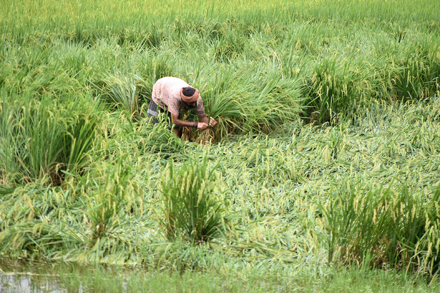 রাজশাহীতে সাড়ে ১৯ হাজার হেক্টর জমিতে আমন ধান ক্ষতিগ্রস্ত