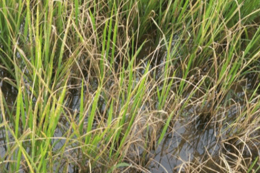 রাজশাহী তানোরে আমণ ক্ষেতে পোকার আক্রমণ