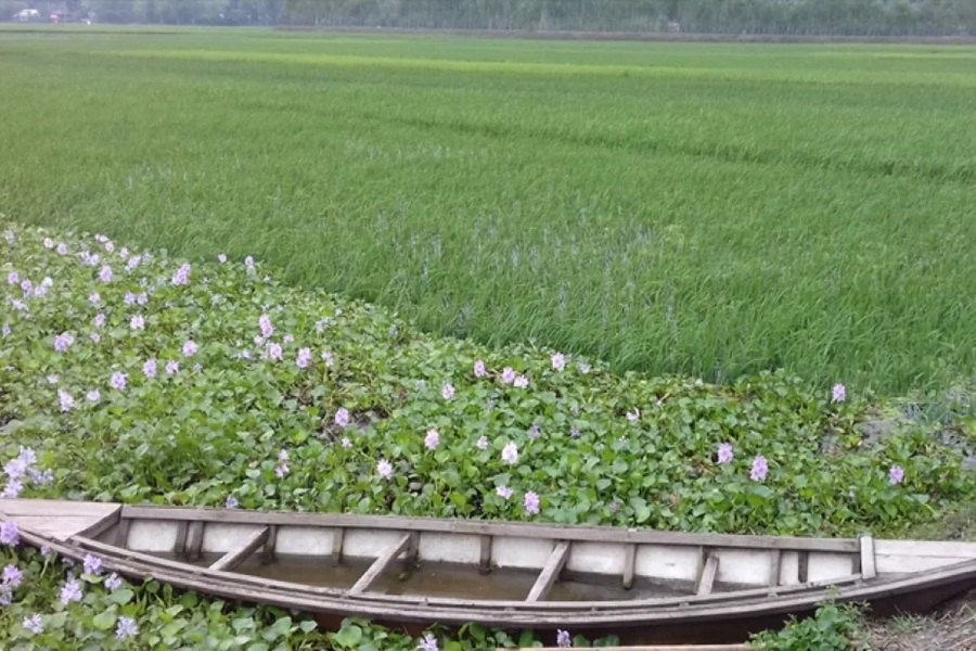 চাকিরপশার বিল রক্ষায় ডিজিটাল প্ল্যাটফর্ম