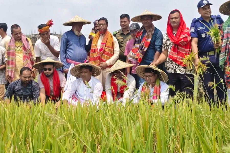 তাহিরপুরে নববর্ষের উৎসবের আমেজে হাওরে ধান কাটা শুরু