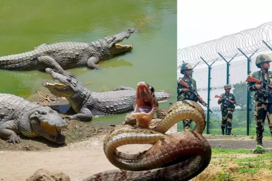 বাংলাদেশ সীমান্তের নদীতে কুমির ও সাপ ছাড়তে চায় ভারত
