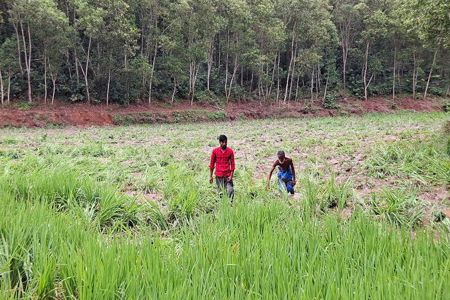 শেরপুর জেলা সীমান্তে বন্য হাতির তান্ডব