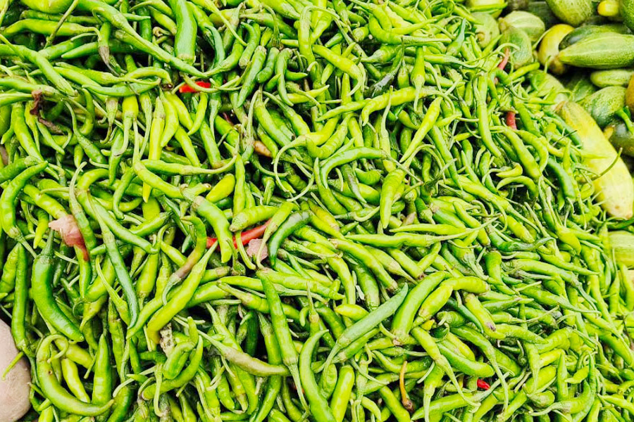 সাতক্ষীরার কাঁচামরিচের দাম প্রতি কেজি  ২৫০ টাকা