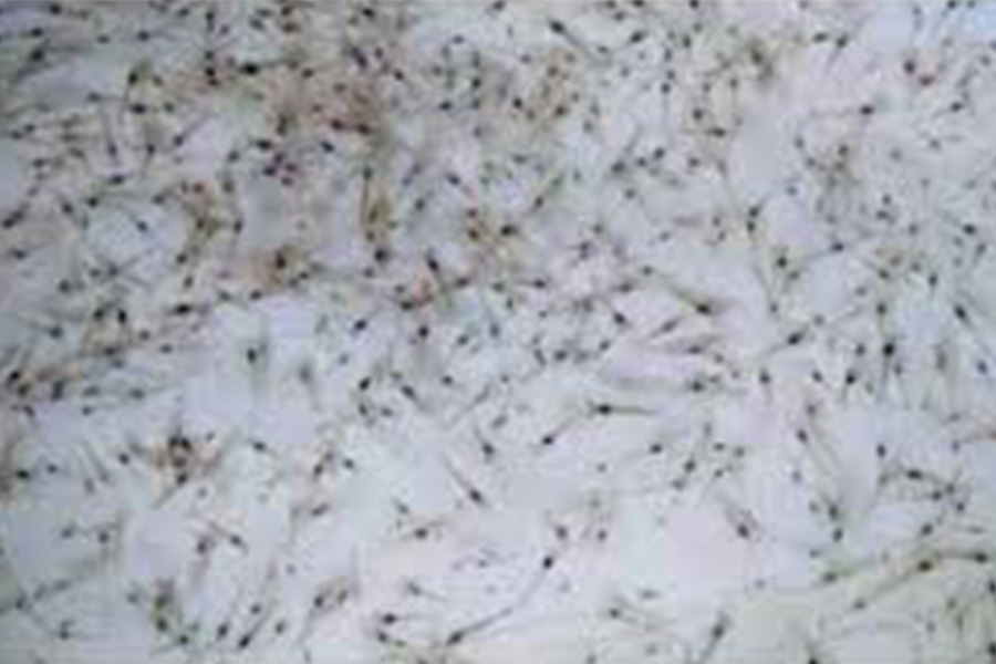 সাতক্ষীরায় ভোমরা নদীপথে আসছে গলদা রেণু ও নফলি