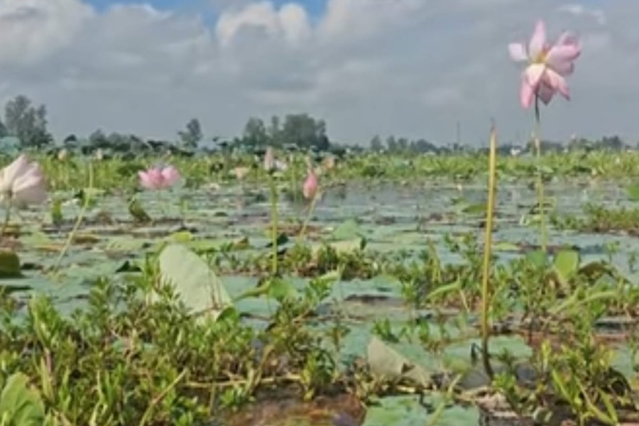 পদ্মের রঙে সেজেছে সোনাকান্ত বিল প্রকৃতির ক্যানভাসে মুগ্ধ দর্শনার্থী