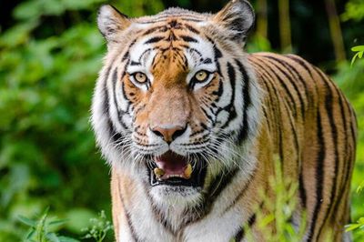 সুন্দরবনে বাঘের হামলায় আহত ১