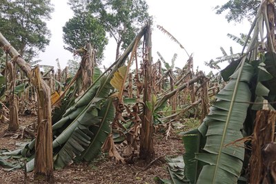 মধুপুরে কলা বাগান ধ্বংস, দেয়ালচাপায় আহত ২ শিশু