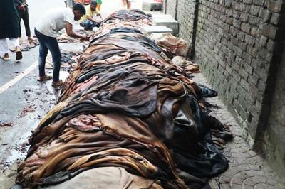 পোস্তায় কাঁচা চামড়ার দাম ও সংরক্ষণ নিয়ে শঙ্কা