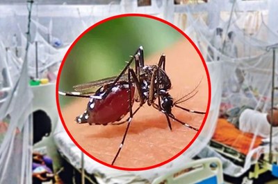 চট্টগ্রামে ডেঙ্গুর বহুমুখী সংক্রমণ, কো-সংক্রমণ বৃদ্ধি