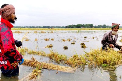 ভারী বৃষ্টি ও পাহাড়ি ঢল: নেত্রকোণায় ফসল নিয়ে শঙ্কায় কৃষকরা